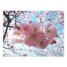 Cherry Blossom Sakura Photo Enlargement
