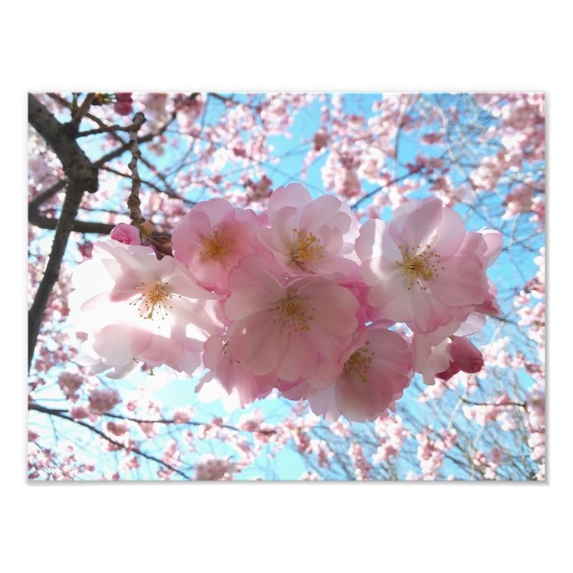 Cherry Blossom Sakura Photo Enlargement Print (Front)
