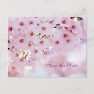 Cherry blossom Save the Date announcement Postcard