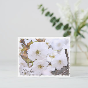 Cherry Blossom 'Shizuka' Postcard