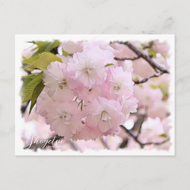 Cherry Blossom "Shogetsu" Postcard (Front)