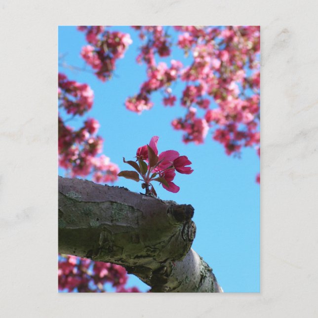Cherry Blossom Sprig Postcards (Front)