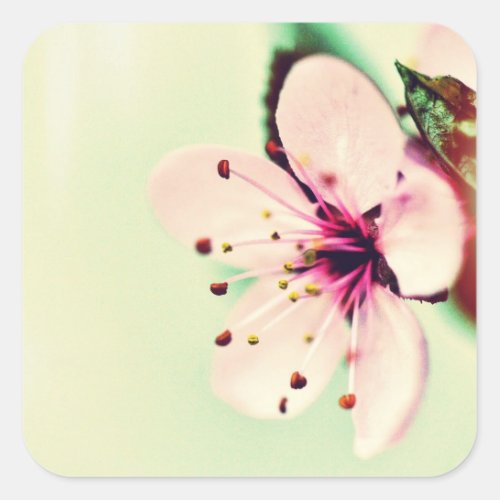 Cherry Blossom Square Sticker