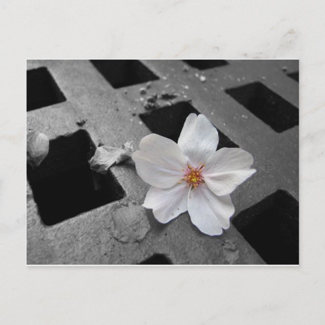 Cherry blossom & steel postcard (Front)