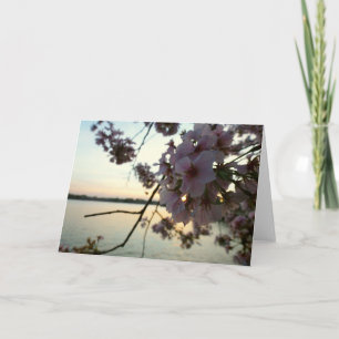 Cherry Blossom Sunset in Washington DC Card