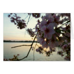 Cherry Blossom Sunset in Washington DC Card