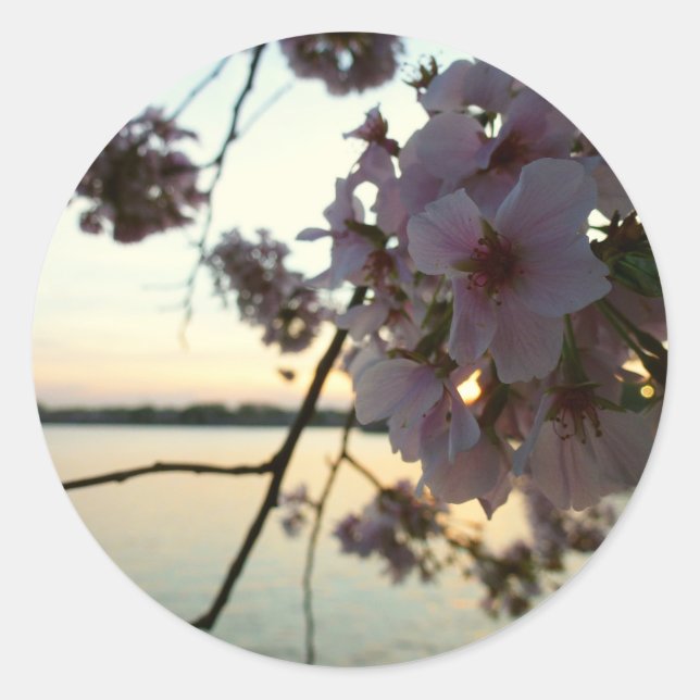 Cherry Blossom Sunset in Washington DC Classic Round Sticker (Front)