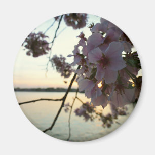 Cherry Blossom Sunset in Washington DC Magnet
