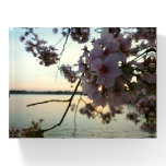 Cherry Blossom Sunset in Washington DC Paperweight