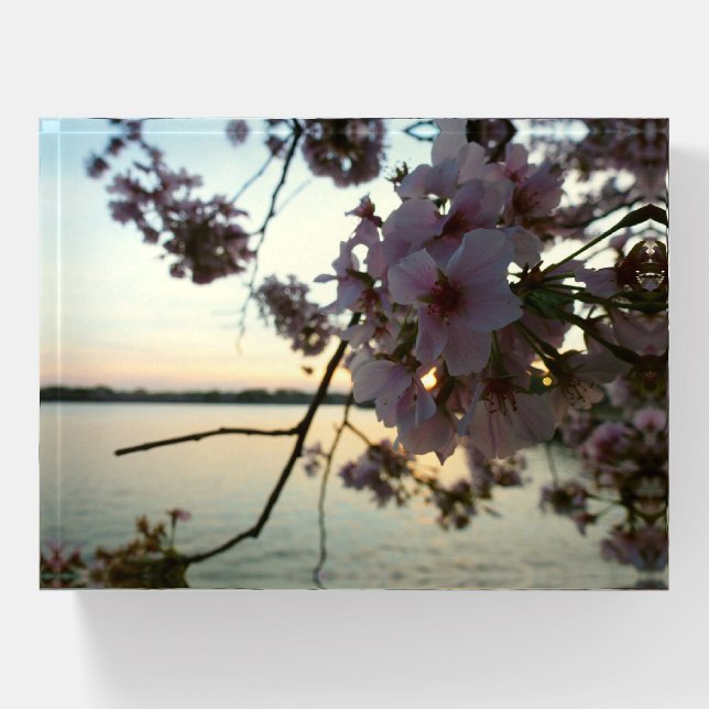 Cherry Blossom Sunset in Washington DC Paperweight (Front)