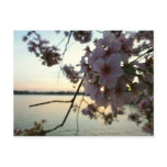 Cherry Blossom Sunset in Washington DC Postcard