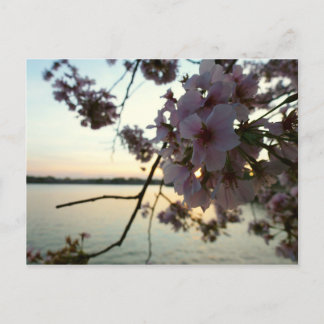 Cherry Blossom Sunset in Washington DC Postcard