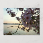 Cherry Blossom Sunset in Washington DC Postcard