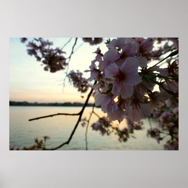 Cherry Blossom Sunset in Washington DC Poster (Front)