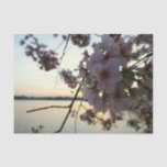 Cherry Blossom Sunset in Washington DC Tissue Paper