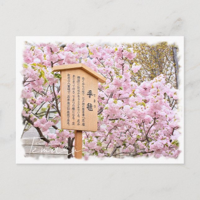 Cherry Blossom "Temari" ポストカード Postcard (Front)