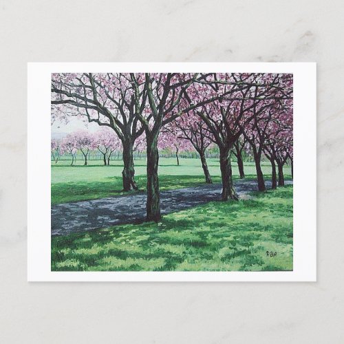 Cherry blossom The Meadows Edinburgh PolaBAlex Holiday Postcard