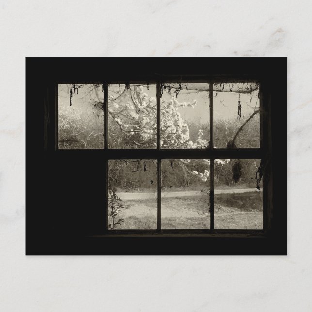 Cherry Blossom through an Old Barn Window Postcard (Front)