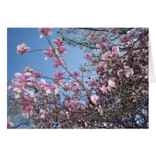 Cherry Blossom Tree Cards (Front Horizontal)