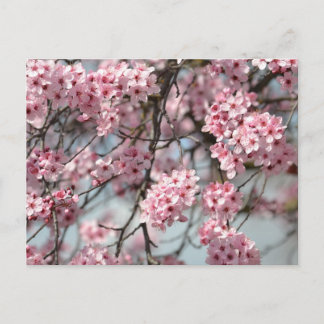 Cherry Blossom Tree Postcard