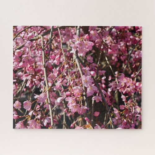 Cherry blossom tree spring day in Italy Jigsaw Puzzle