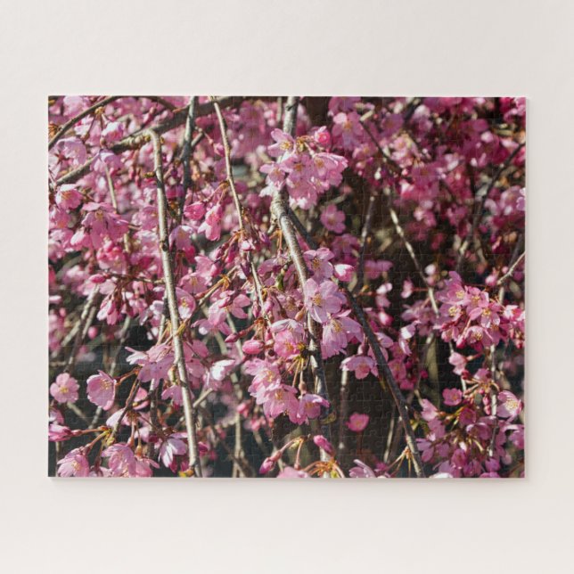 Cherry blossom tree spring day in Italy Jigsaw Puzzle (Horizontal)