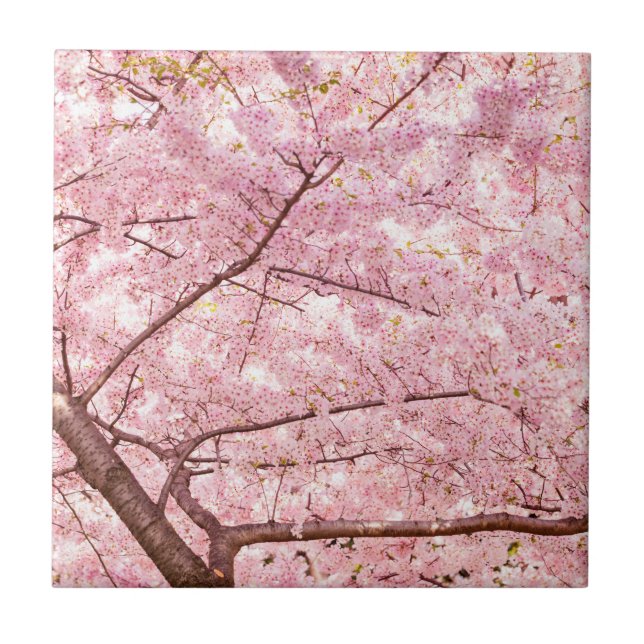 Cherry Blossom Trees Ceramic Tile (Front)