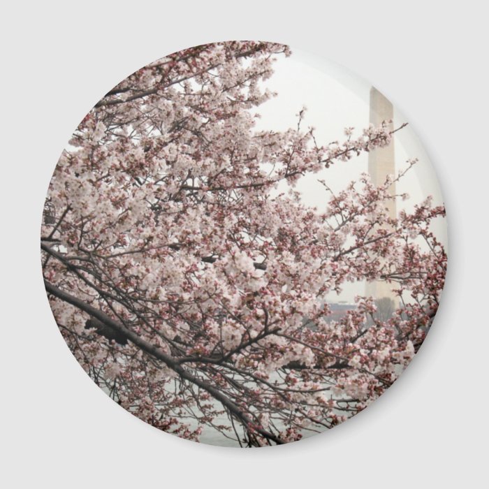 Cherry Blossom Washington DC Fridge Magnets