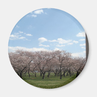 cherry blossom Washington dc Magnet