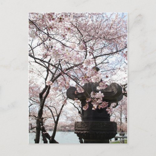 Cherry Blossom Washington DC Postcard
