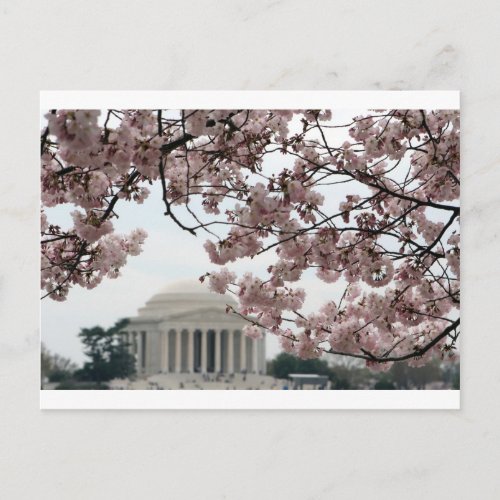 Cherry Blossom Washington DC Postcard