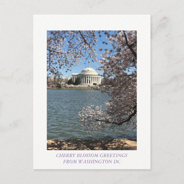 CHERRY BLOSSOM WASHINGTON DC POSTCARD (Front)