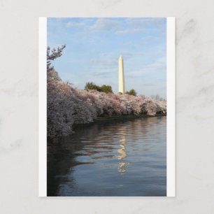 Cherry Blossom Washington monument Postcard