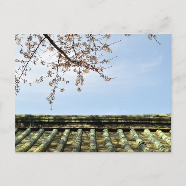 Cherry Blossom: Zojoji Temple, Tokyo, Japan Postca Postcard (Front)