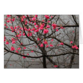 Cherry Blossoms (Front Horizontal)