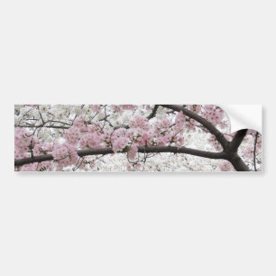 Cherry Blossoms 10 Bumper Sticker
