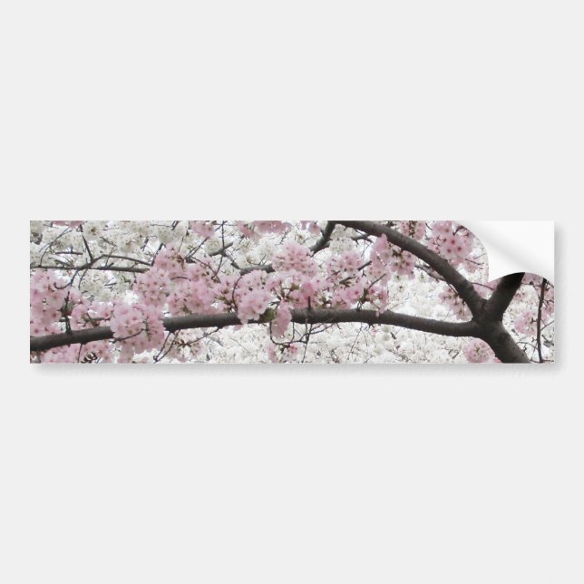 Cherry Blossoms 10 Bumper Sticker (Front)