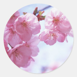 Cherry Blossoms #1 Stickers