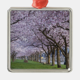 Cherry blossoms along Willamette river, USA Metal Ornament