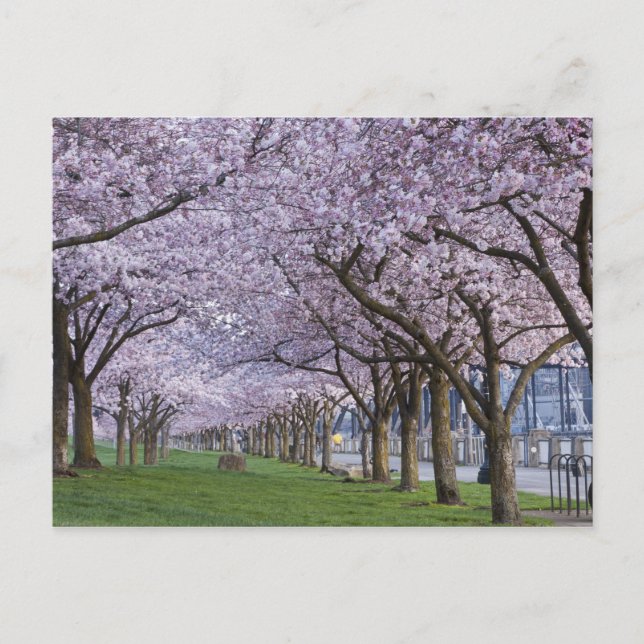Cherry blossoms along Willamette river, USA Postcard (Front)