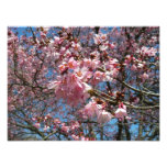 Cherry Blossoms and Bee Pink Spring Floral Photo Print