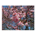 Cherry Blossoms and Bee Pink Spring Floral Postcard