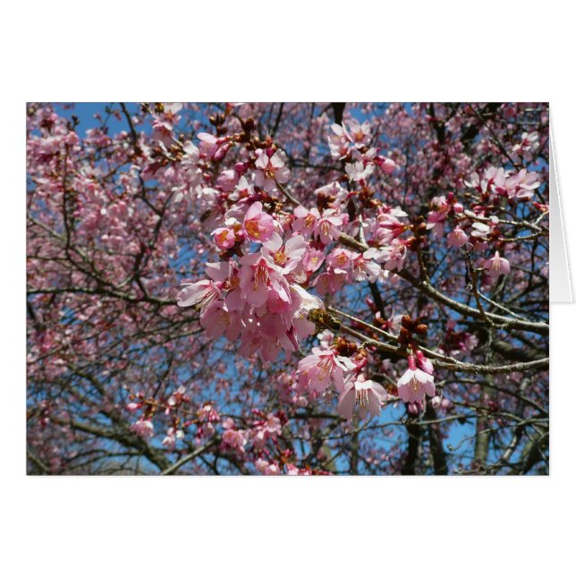 Cherry Blossoms and Bee Pink Spring Flowers Cards (Front Horizontal)