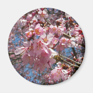 Cherry Blossoms and Bee Pink Spring Flowers Magnet
