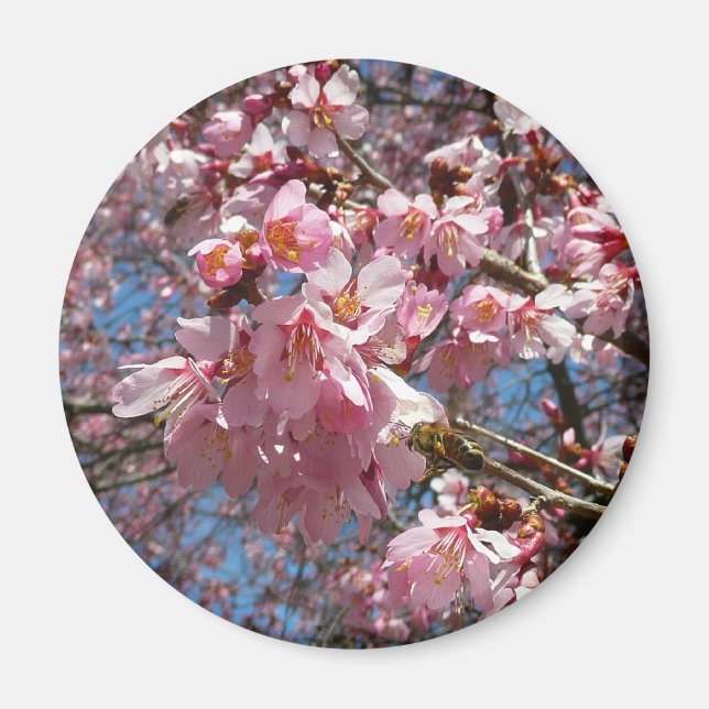 Cherry Blossoms and Bee Pink Spring Flowers Magnet (Front)