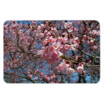 Cherry Blossoms and Bee Pink Spring Flowers Magnet
