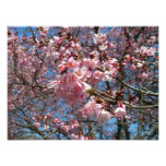 Cherry Blossoms and Bee Pink Spring Flowers Photo Print