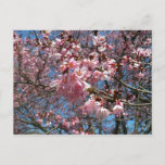 Cherry Blossoms and Bee Pink Spring Flowers Postcard