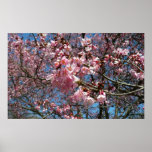 Cherry Blossoms and Bee Pink Spring Flowers Poster