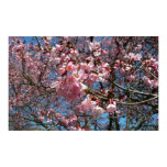 Cherry Blossoms and Bee Pink Spring Flowers Poster